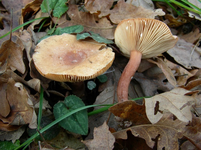 897 Dicembre vecchio ritrovamento